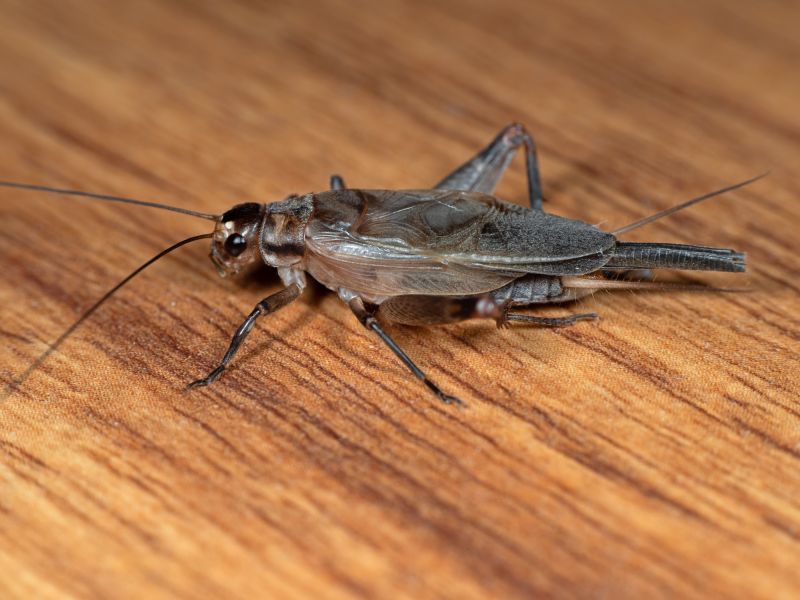 Cricket Removal Service in Katy, TX