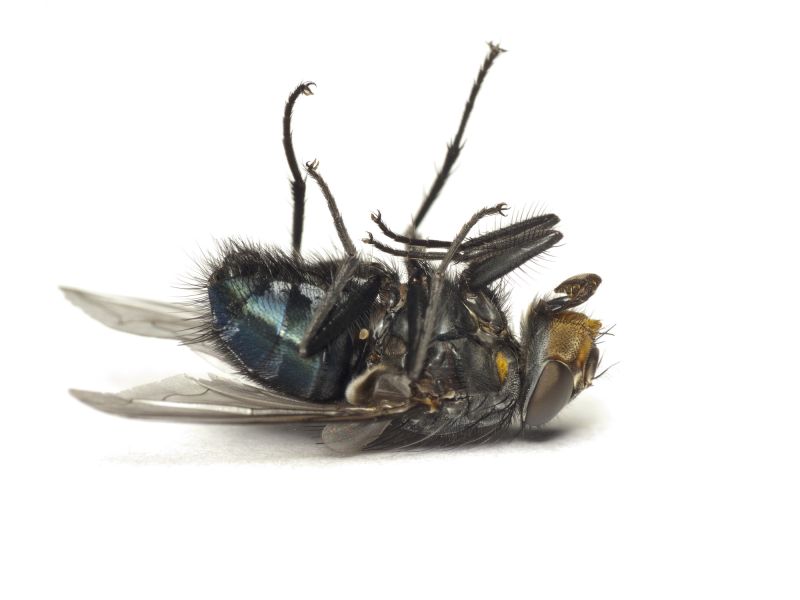 Fly Pest Control in Katy, TX