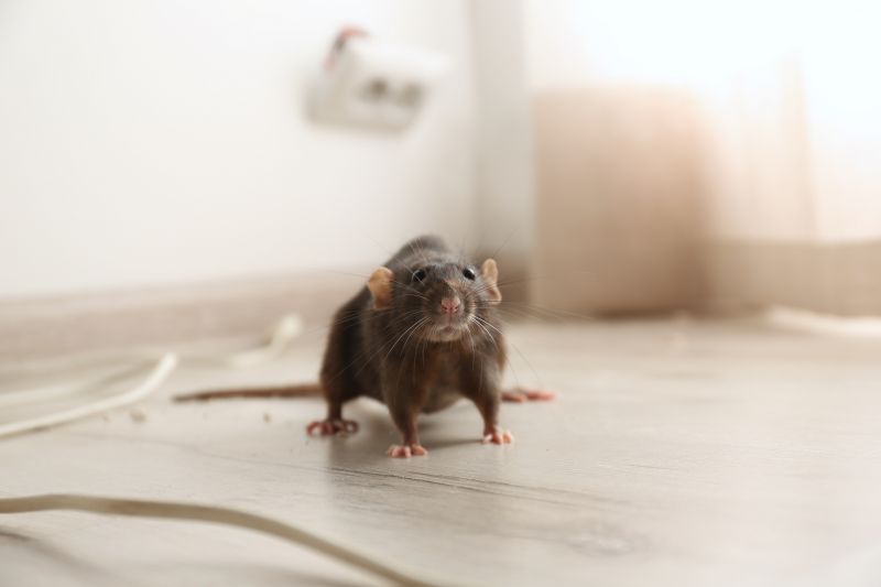 Preventing Rat Infestations In Homes