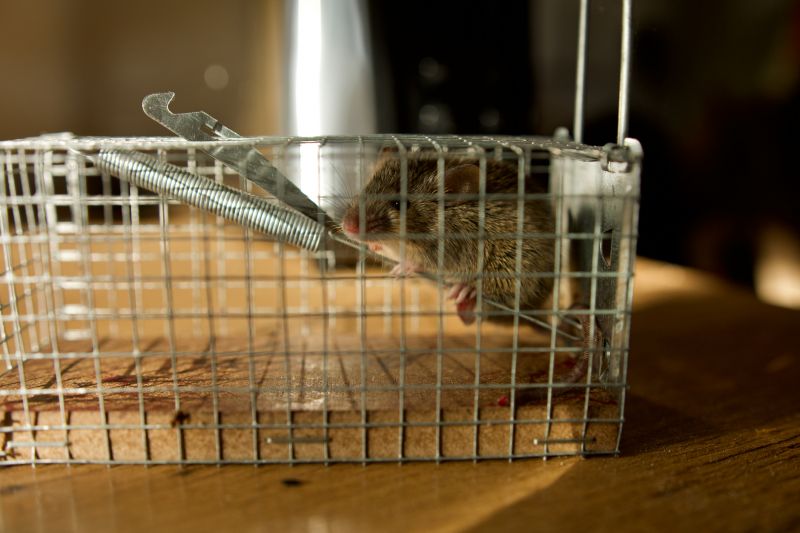 Rat Trapping Devices