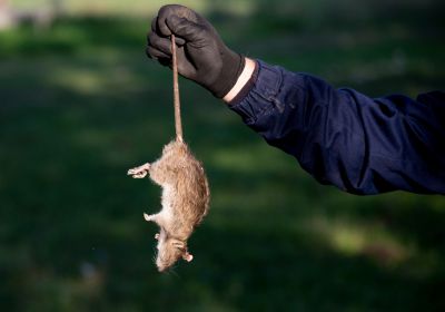 Why Professional Rat Pest Control Is Safer Than Diy Methods