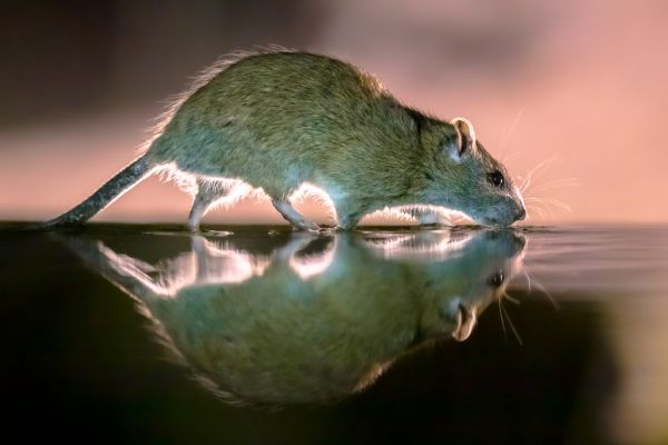 Rat Extermination